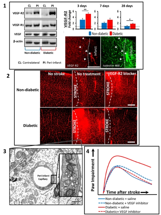 Inhibition of VEGF signaling can improve stroke recovery in a co-morbidity dependent manner